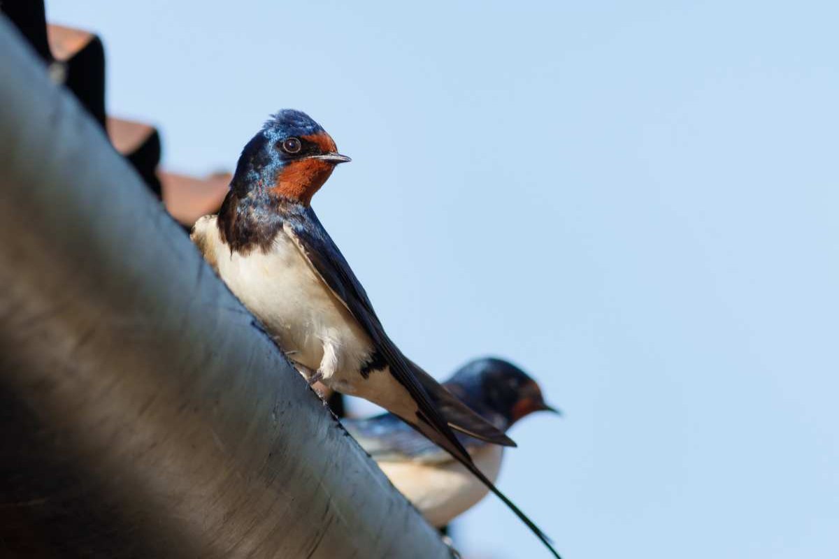 Rondini su un tetto