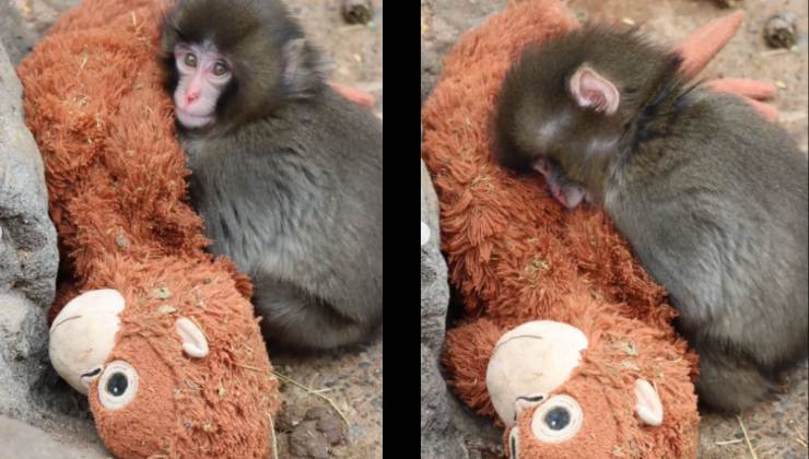 Cucciolo di macaco insieme al suo peluche