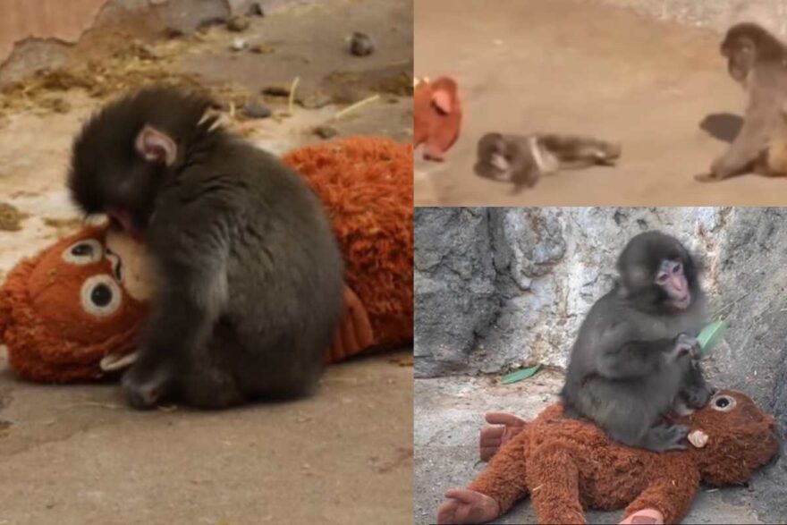 Cucciolo di macaco insieme al suo peluche