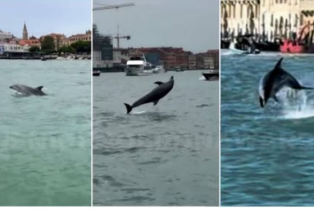 Mimmo sta bene nella laguna di Venezia: “A dover essere controllati sono gli uomini”