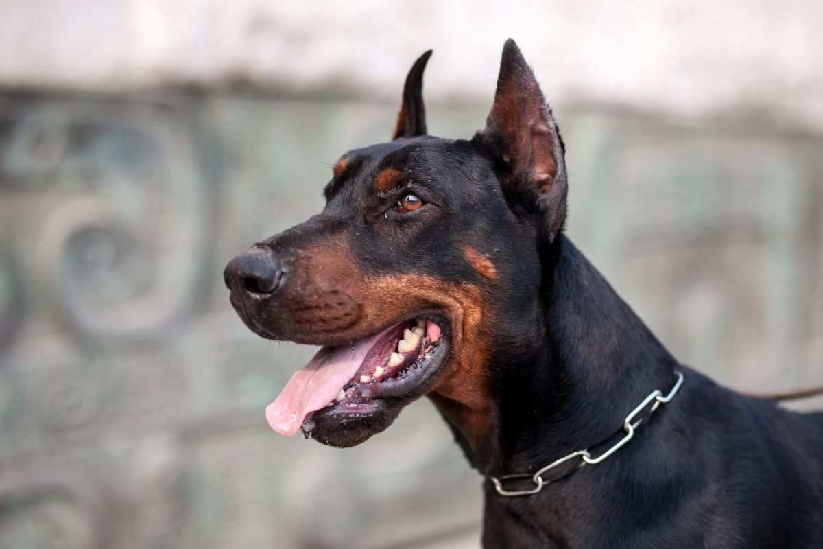 Cane dobermann