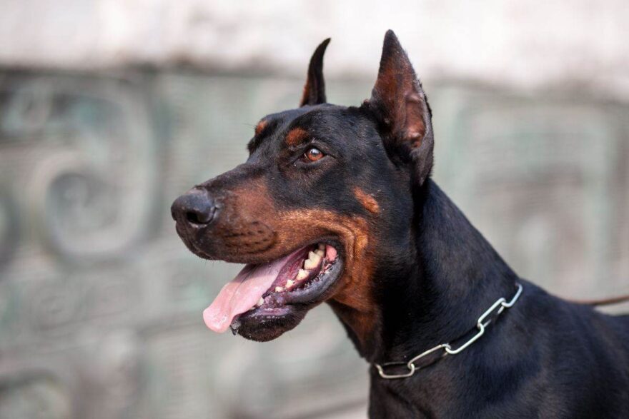 cane dobermann