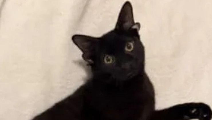 Gattino con 4 orecchie