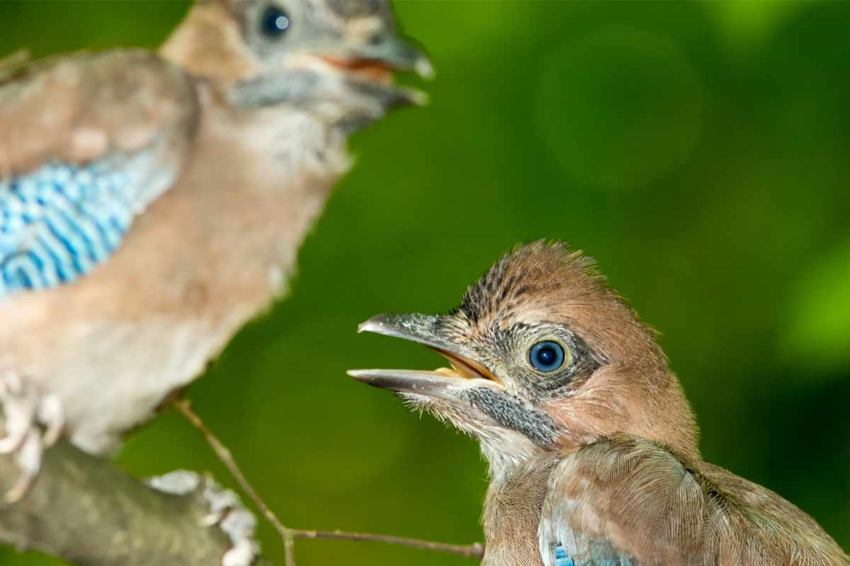 Ghiandaie imitatrici