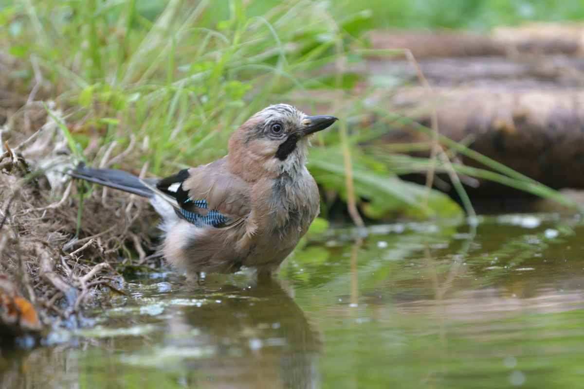 Ghiandaia imitatrice in un laghetto 
