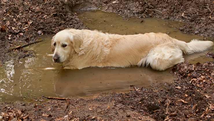 Golden nella pozzanghera