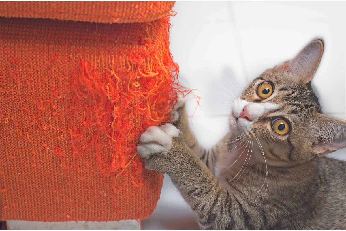 Gattino che graffia il divano