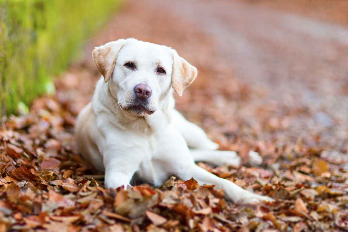 Labrador 