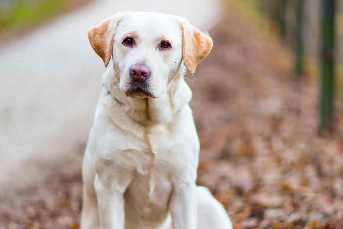 Labrador 