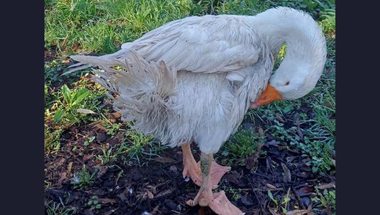 L'oca Reginaldo dopo il salvataggio