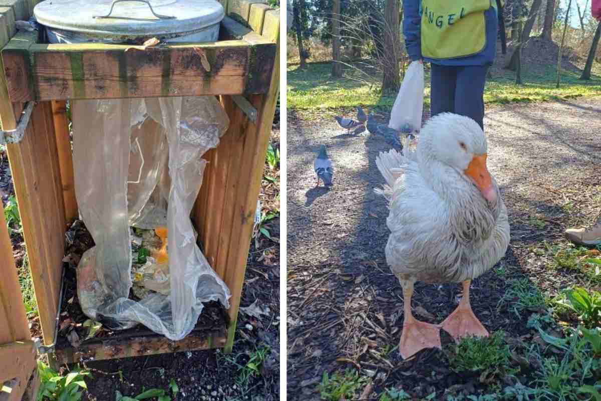L'oca Reginaldo gettata nel cassonetto