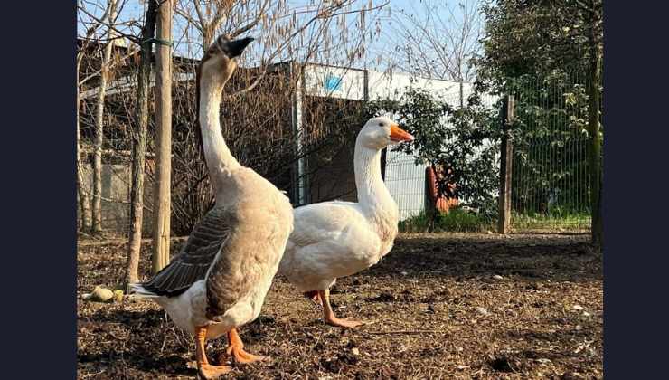 L'oca Reginaldo insieme all'amico Ambrogio