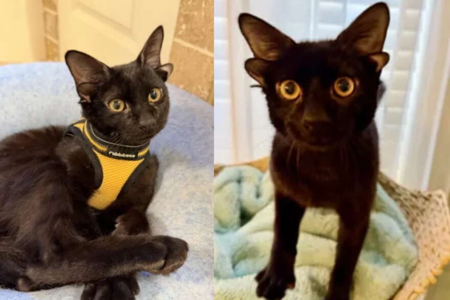 Micio con 4 orecchie