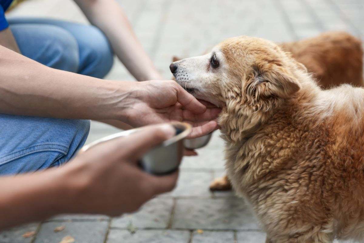Il tuo rapporto con gli animali parla di te più di quanto pensi, lo dice la scienza