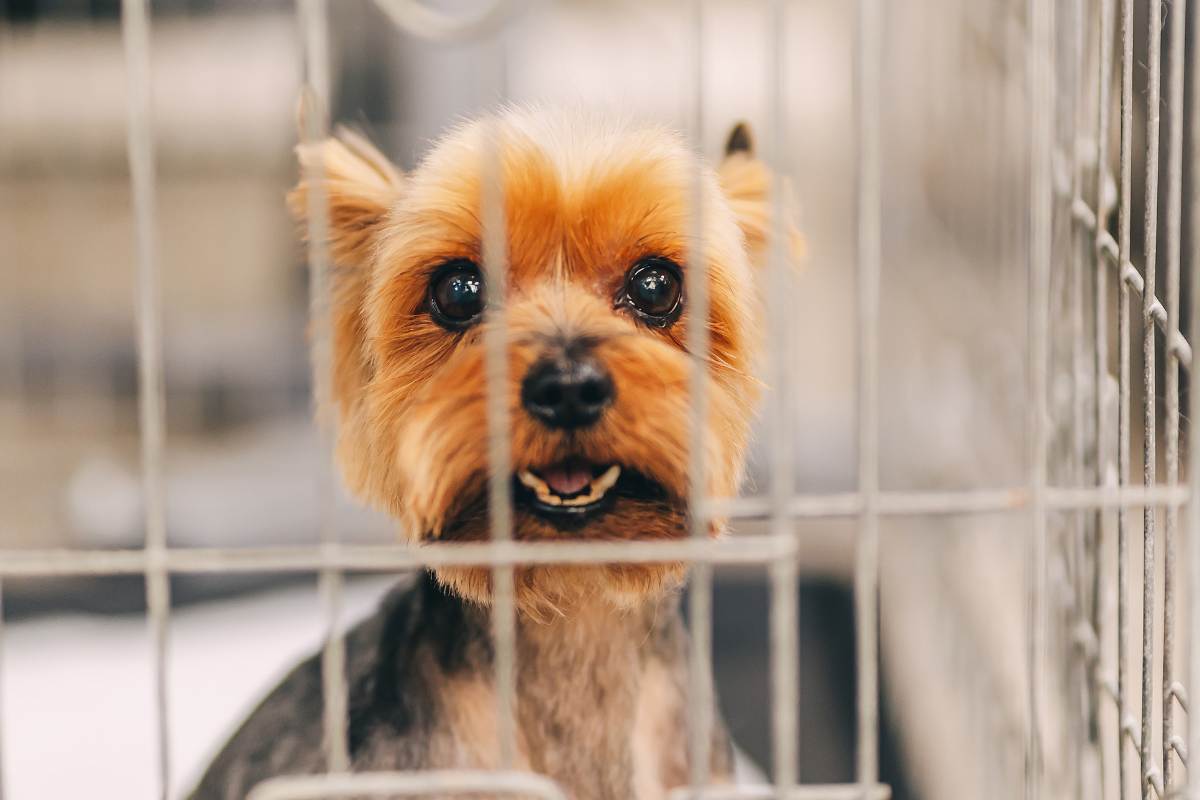 gli allevamenti di cani di taglia piccola