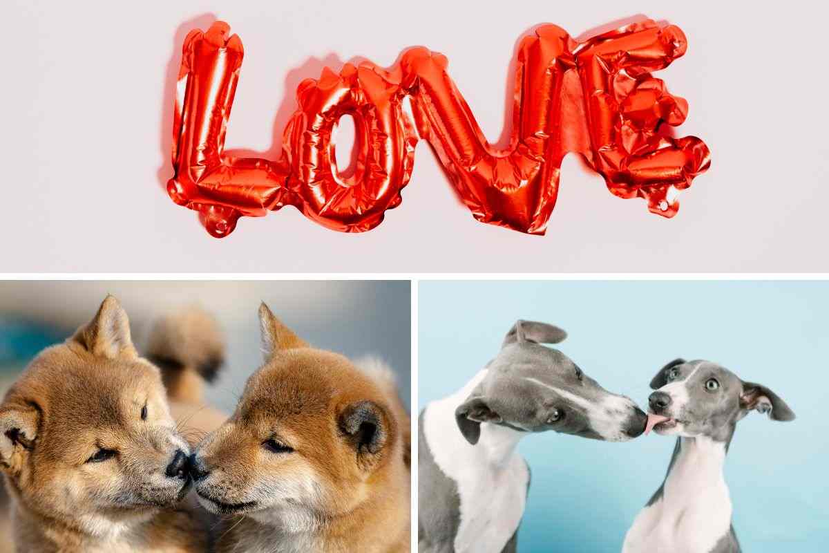 cani che si amano