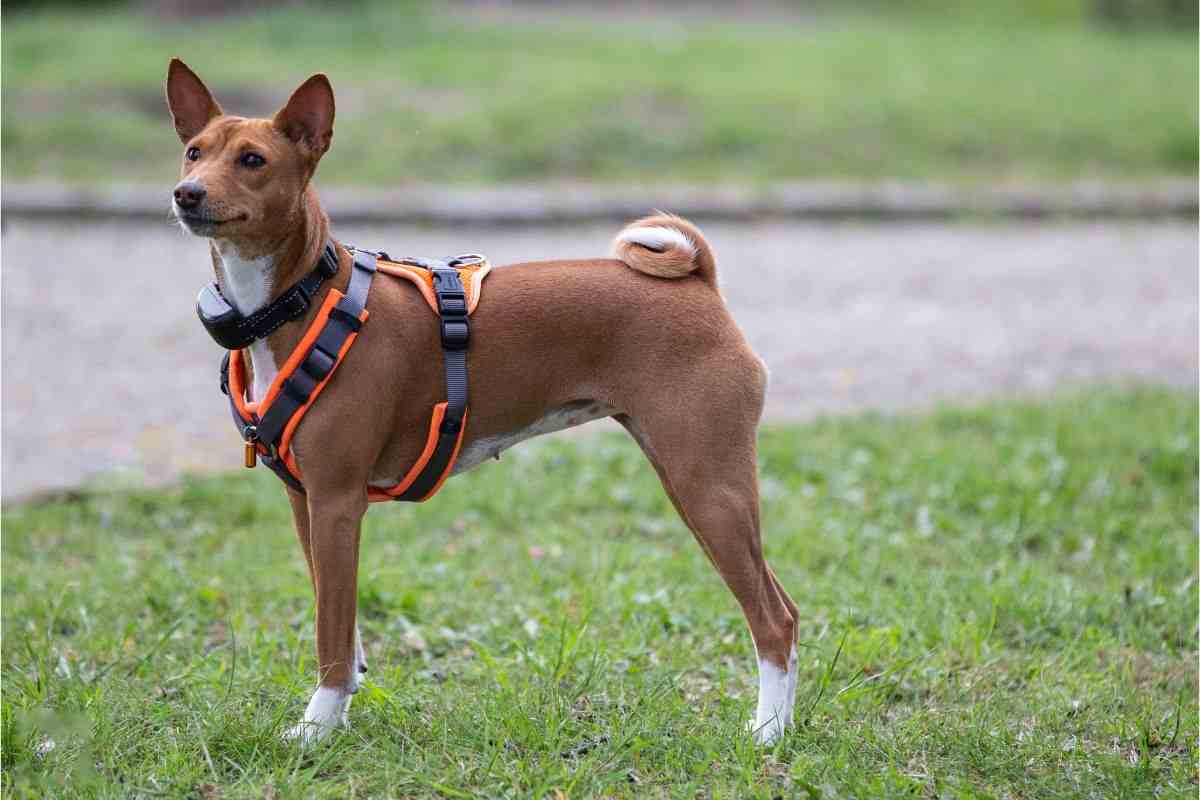 basenji