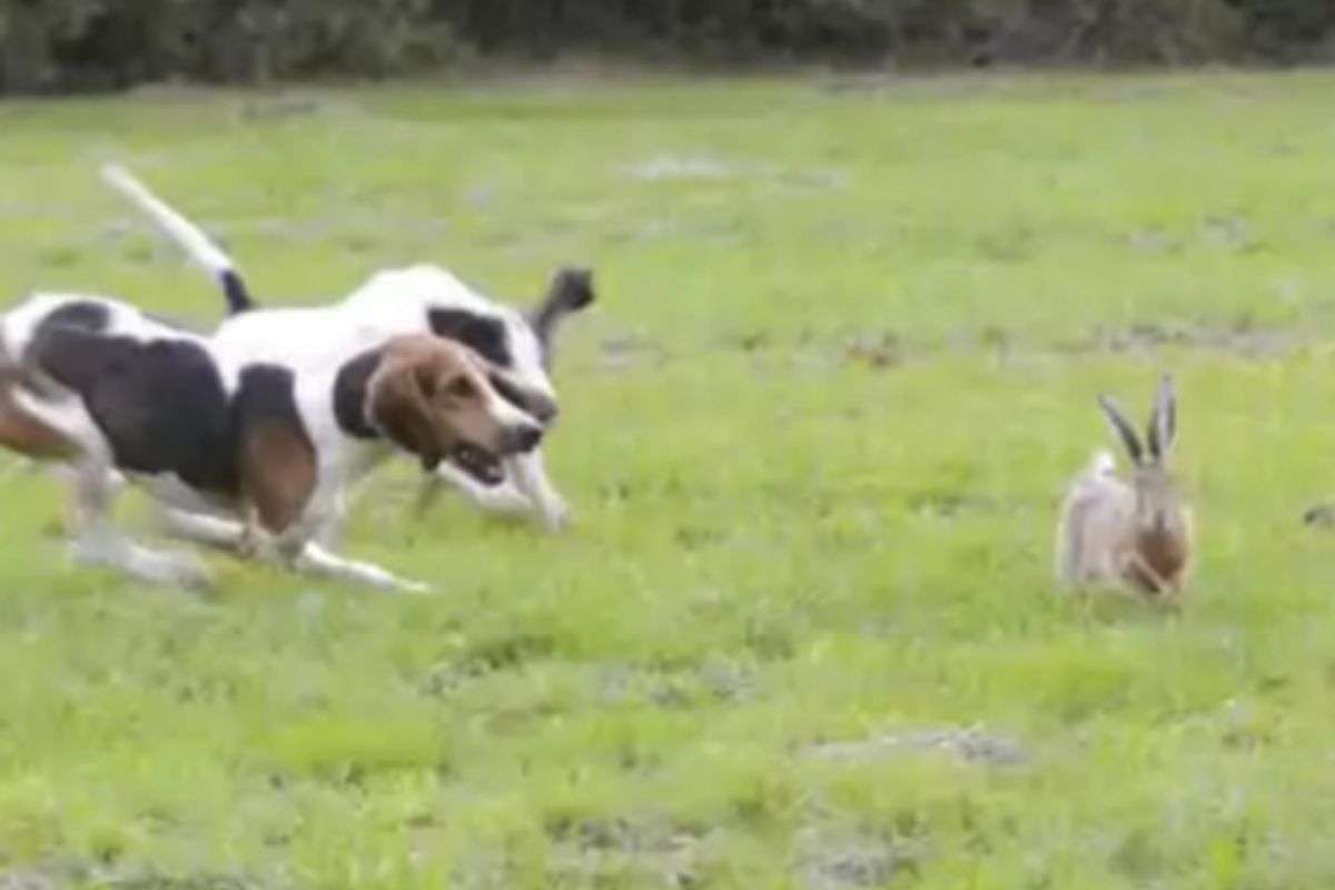 cani cacciano lepre