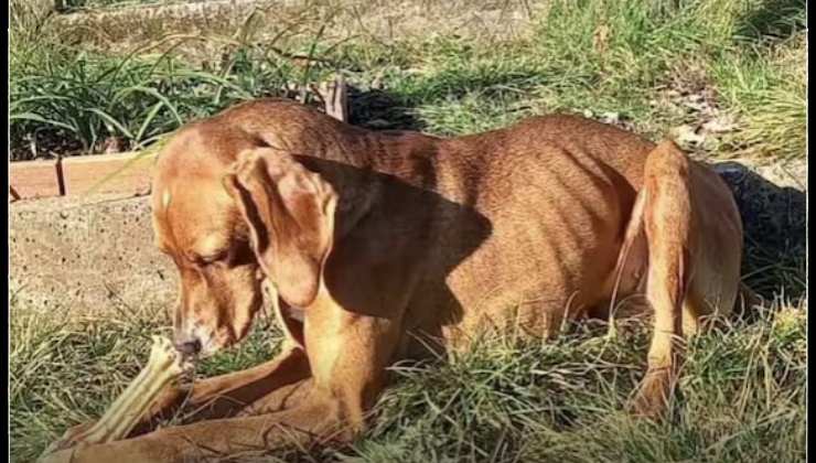 cagnolina Nina maltrattata