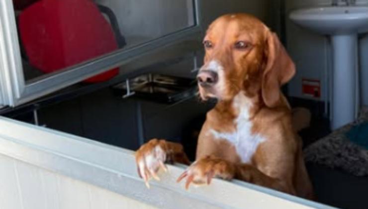 cagnolina maltrattata