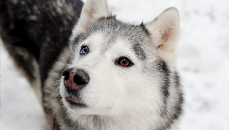 cagnolino di razza Husky