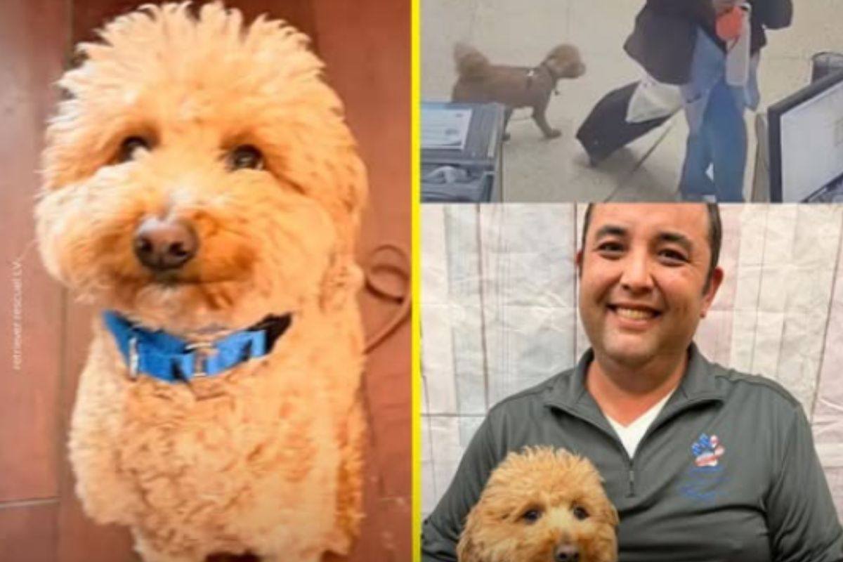 Il cane abbandonato in aeroporto ha una nuova casa: l’adottante è una persona davvero speciale
