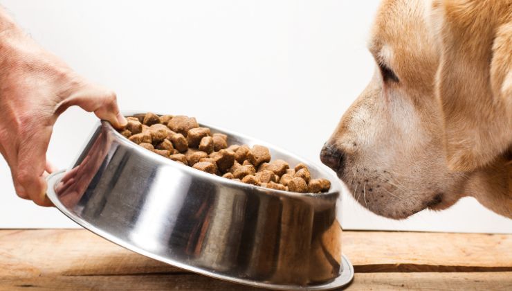 cane annusa le crocchette