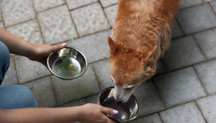 cane aspetta la proprietaria della libreria