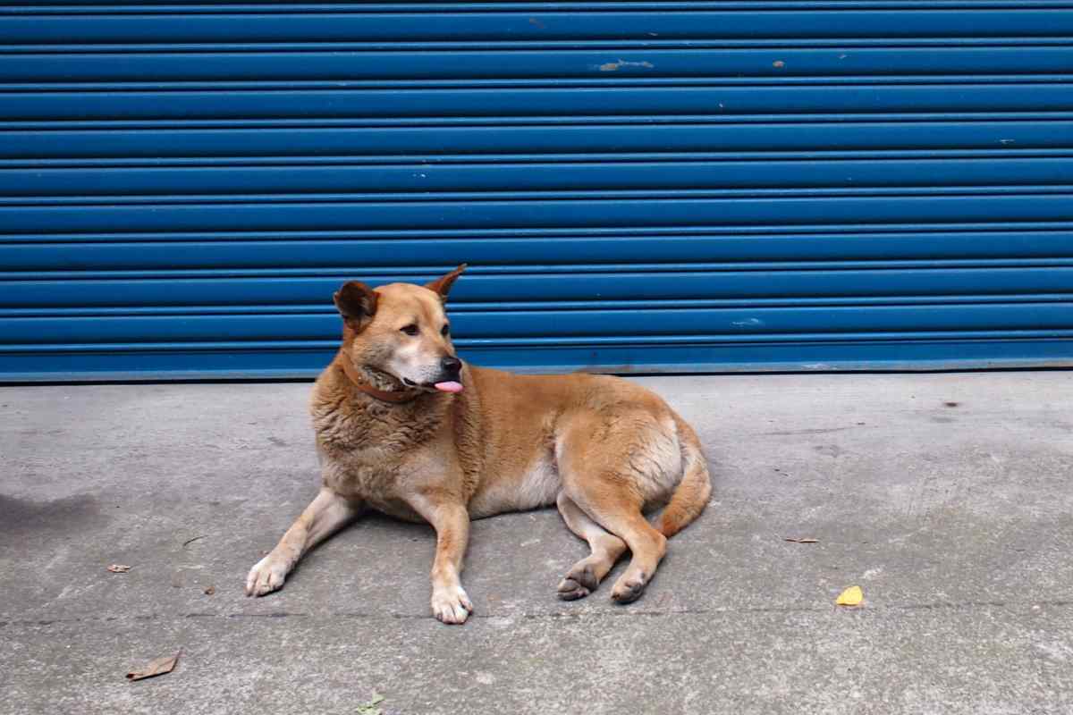 cane blanca davanti alla libreria chiusa