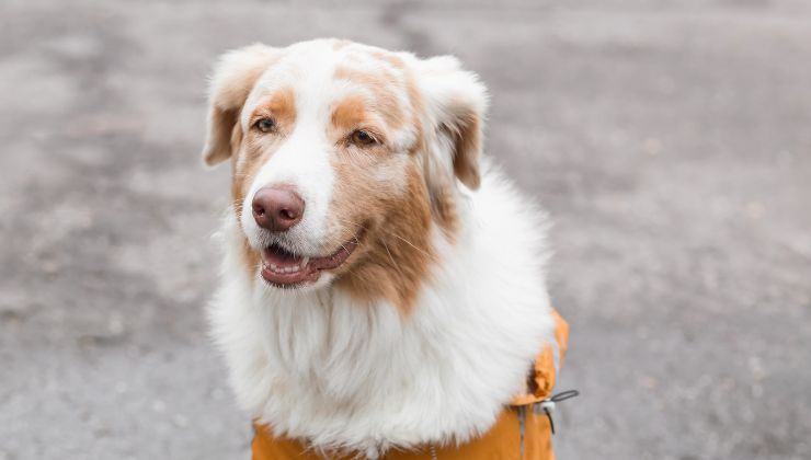 cane chiede aiuto per il suo amico in pericolo