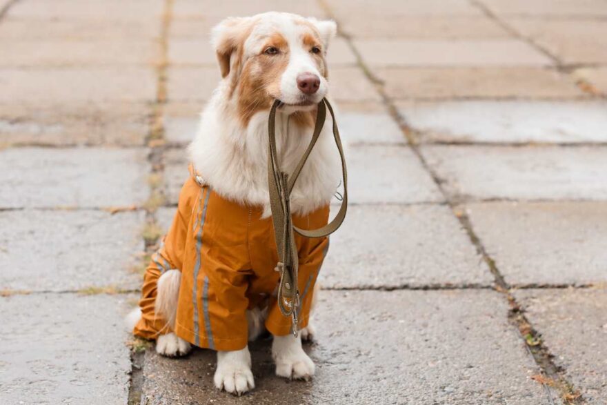 cane con collare in bocca