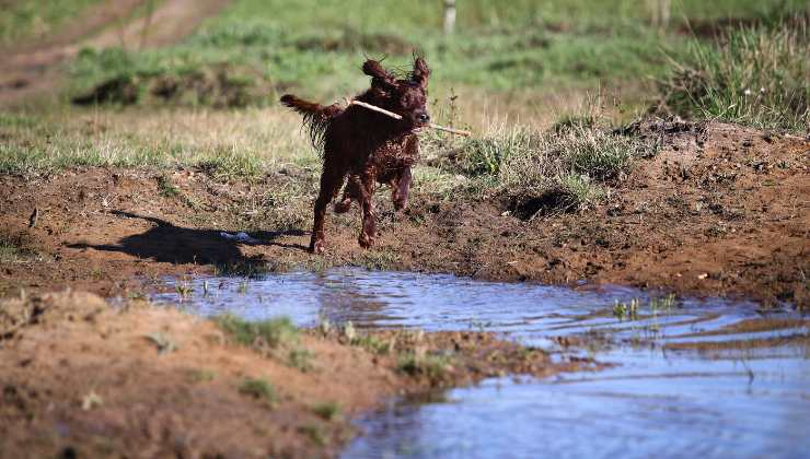 cane corre nel fango