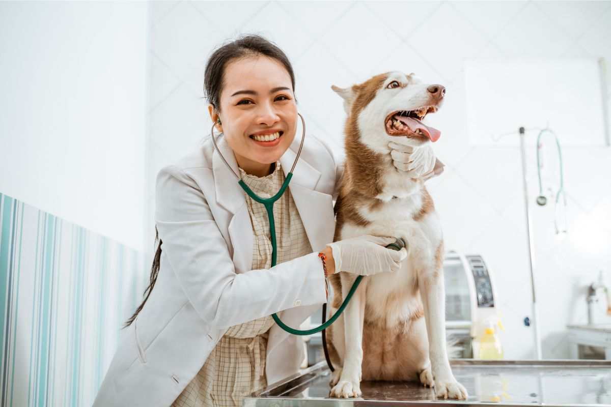cane a controllo dal veterinario