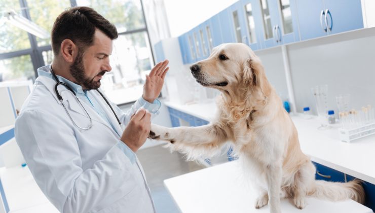 cane dal veterinario