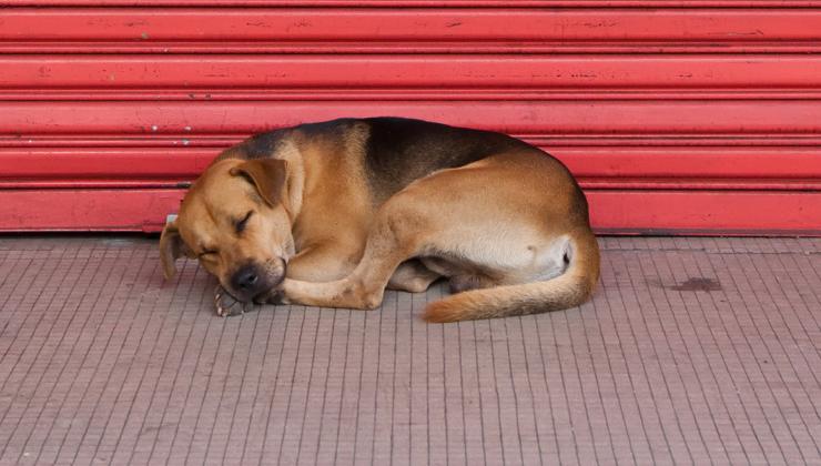 cane davanti alla libreria chiusa