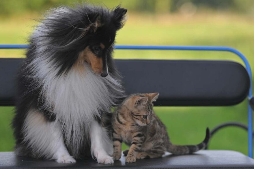 cane e gatto seduti sulla panchina