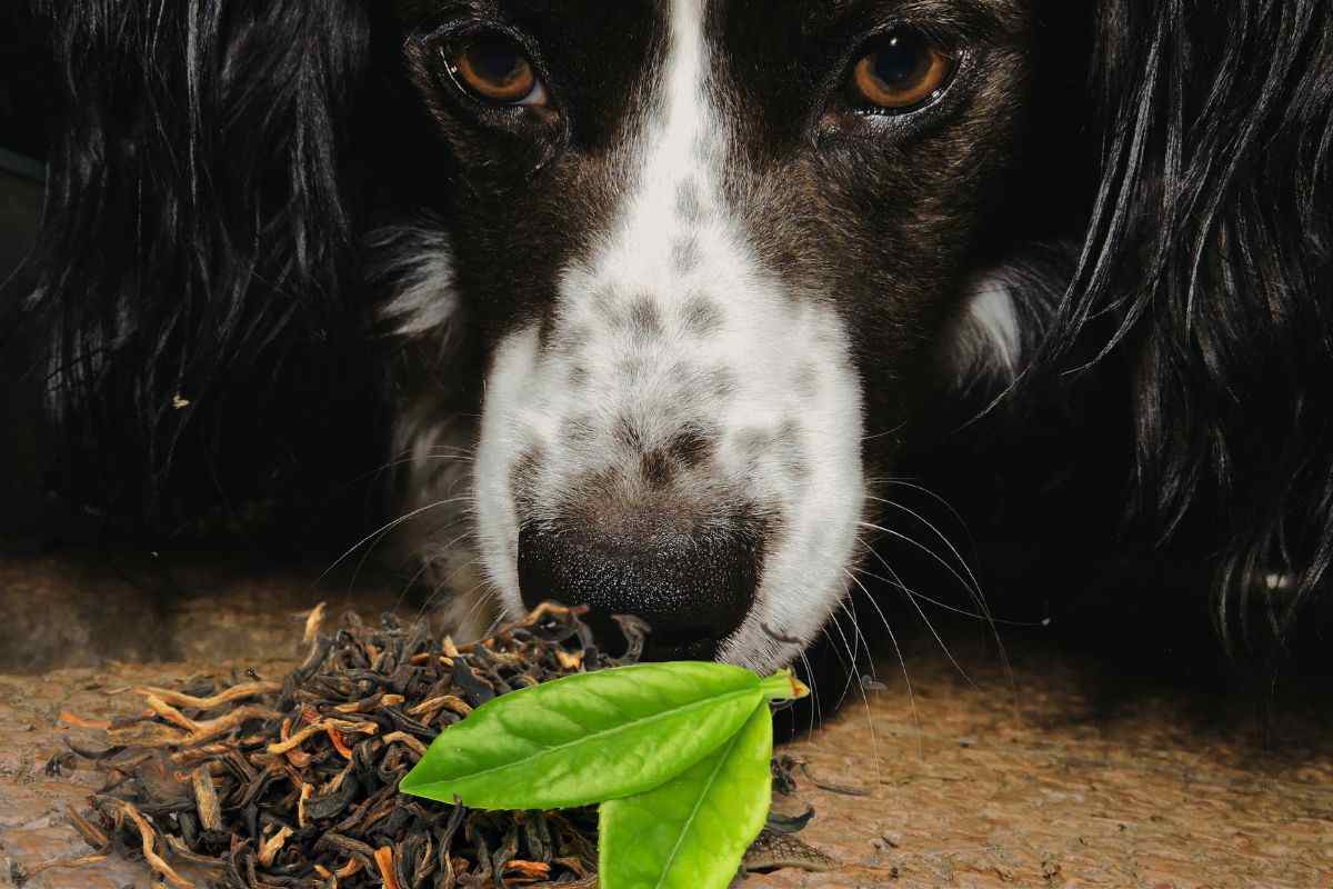Il mio cane non mi riconosceva più, lo shock quando ho letto la diagnosi: avvelenamento causato da un olio essenziale che uso in casa