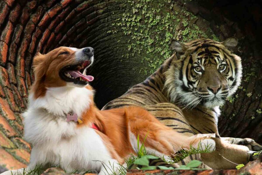 cane e tigre intrappolati nel pozzo
