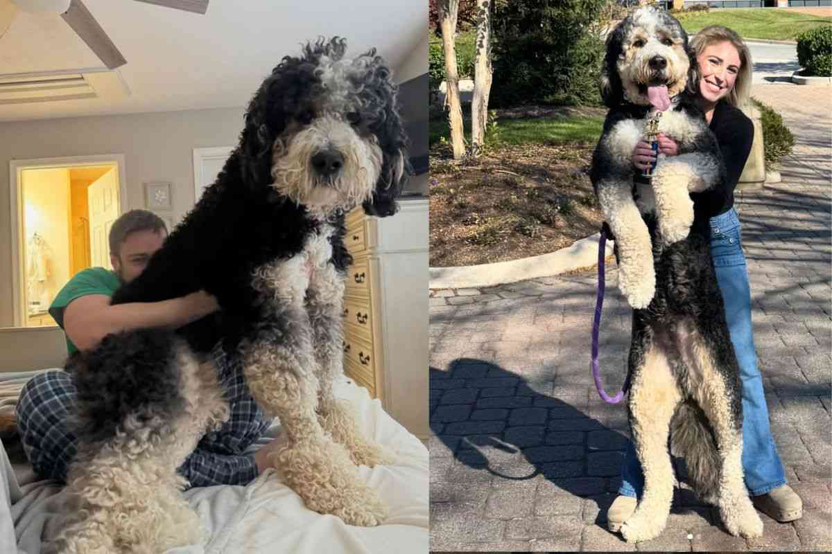 Quando la realtà supera l’IA: Sully, il cane che sembra impossibile