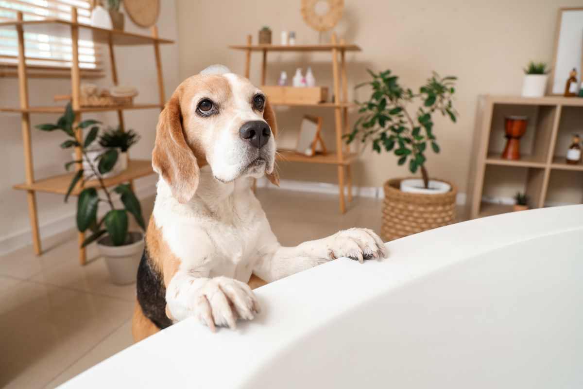 cane in bagno