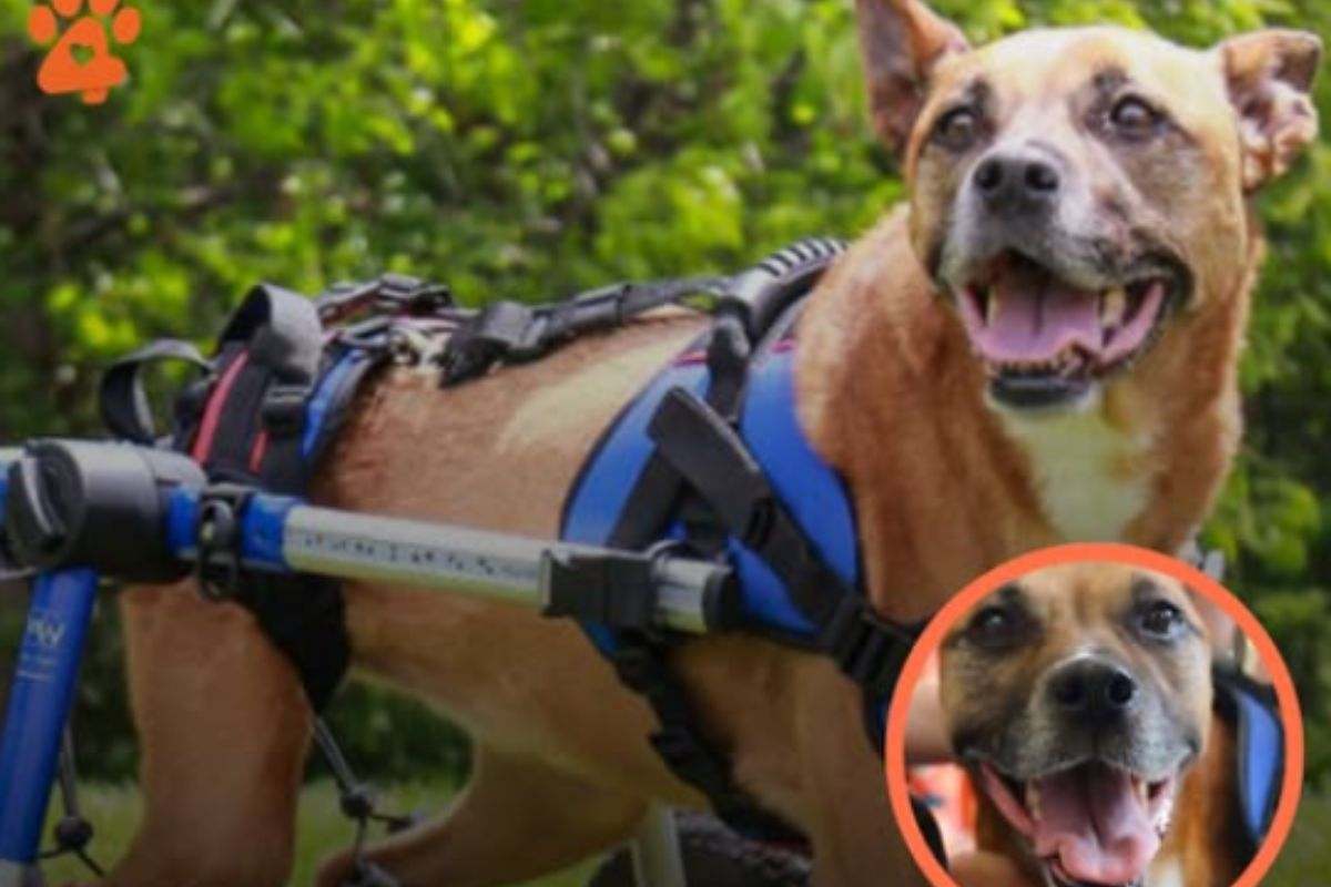 Sparato perché “sporcava il paese”: cane paralizzato trova una nuova famiglia