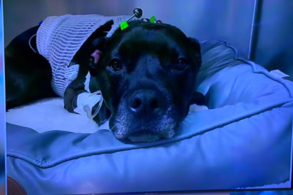 Il cuore di Nelly si è fermato per 17 minuti: la corsa contro il tempo per salvarle la vita