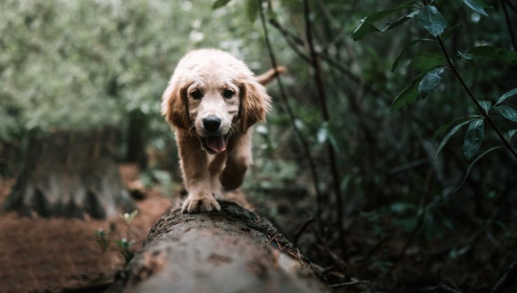 cane salvato dal fossato