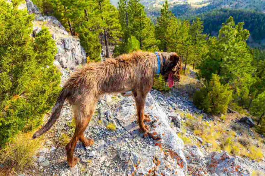cane soccorso in montagna