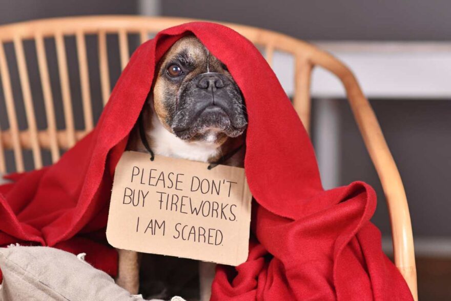 cane spaventato dai fuochi d'artificio