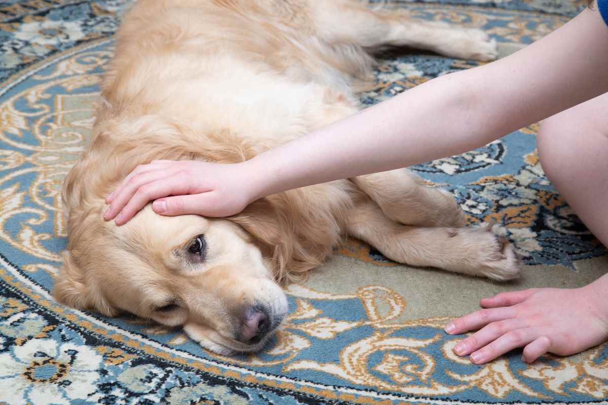 Le posizioni che il cane assume quando sta male: cosa significano