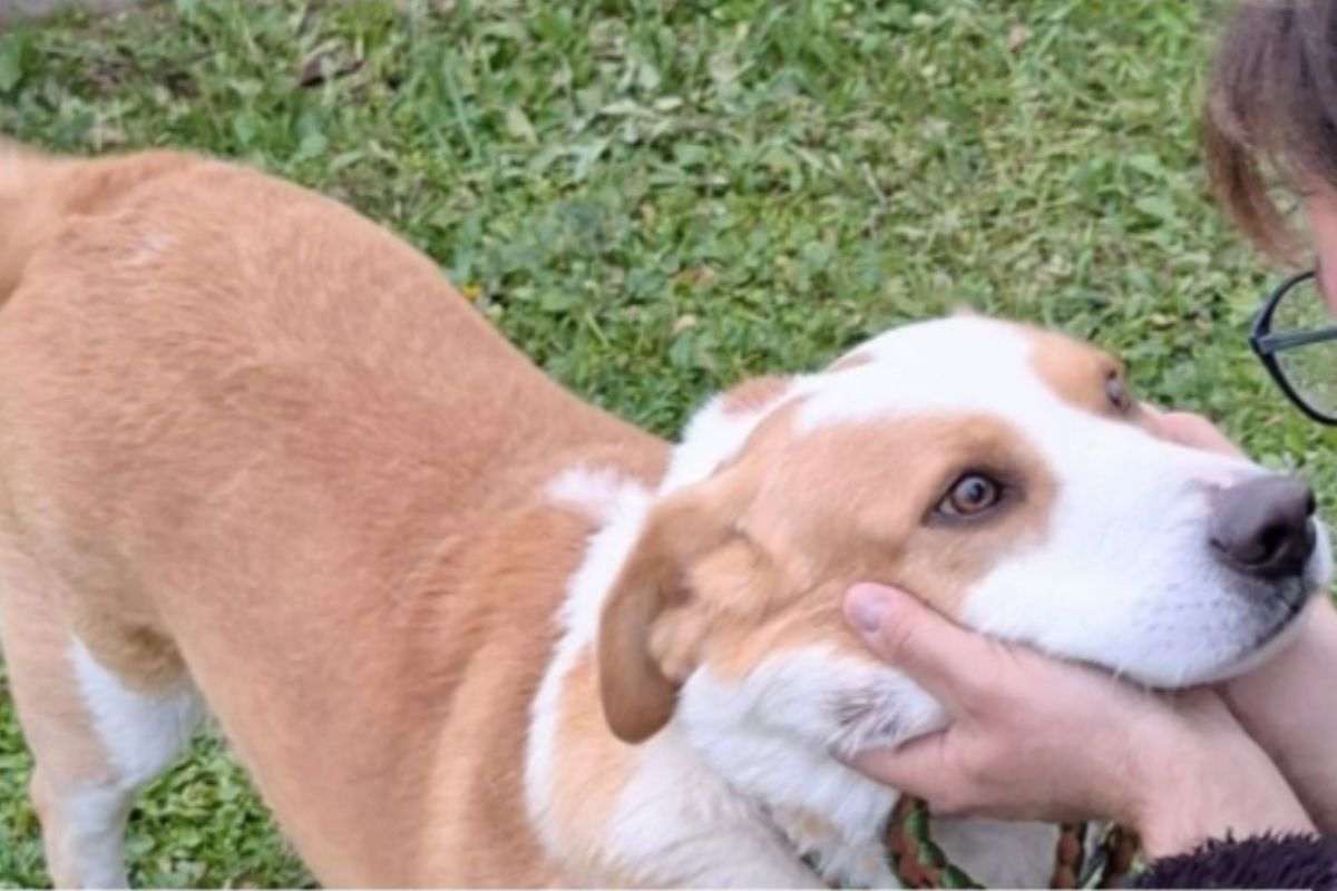 Rambo, il cane trascinato sull’asfalto: si apre il processo contro i due imputati