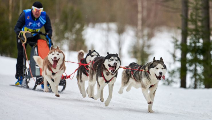 cani Husky trainano la slitta