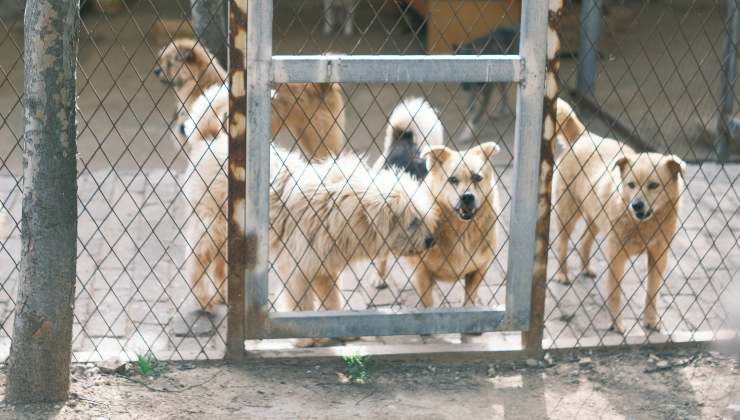 cani di taglia piccola