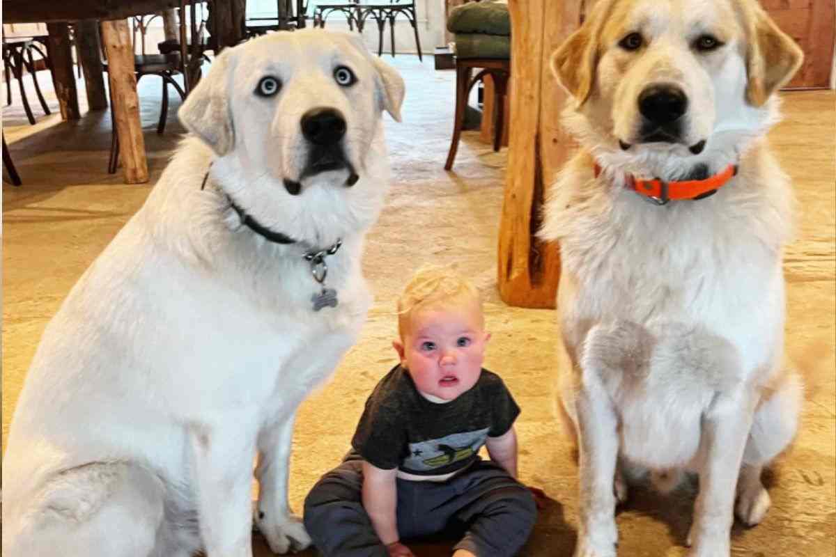 cani e figlio di james van der beek